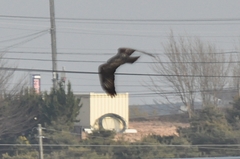 Buteo japonicus