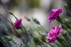Dianthus caryophyllus