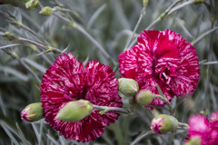 Dianthus caryophyllus