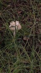 Chlorophyllum nothorhacodes