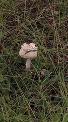 Chlorophyllum nothorhacodes