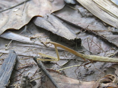 Macromusonia conspersa