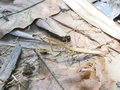 Macromusonia conspersa