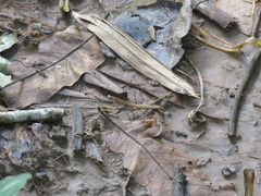 Macromusonia conspersa