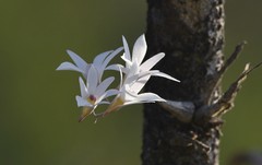 Dendrobium barbatulum