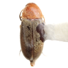 Pentaria dispar