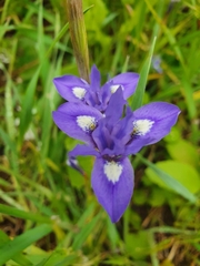 Moraea sisyrinchium