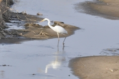 Ardea alba