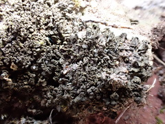 Scytinium schraderi
