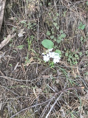Lithophragma heterophyllum