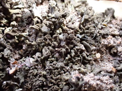 Scytinium schraderi