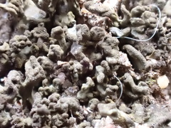 Scytinium schraderi
