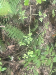 Clematis cunninghamii