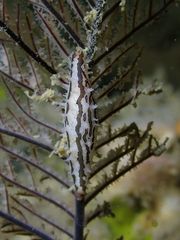 Pellasimnia improcera