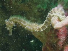 Hippocampus comes