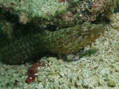 Congrogadus subducens