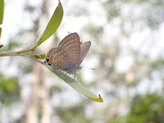 Theclinesthes onycha