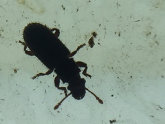 Aralius wollastoni