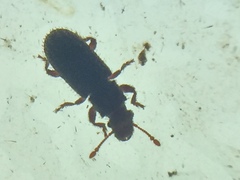 Aralius wollastoni