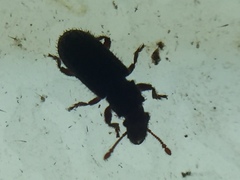 Aralius wollastoni