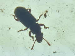 Aralius wollastoni