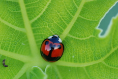 Coelophora biplagiata