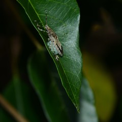 Bromocoris