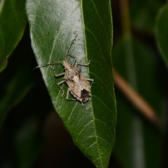 Bromocoris