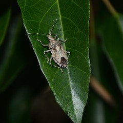 Bromocoris