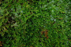 Selaginella obtusa