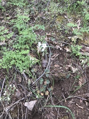 Lithophragma heterophyllum