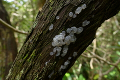 Tremella indecorata