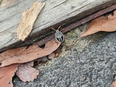 Poecilometis strigatus