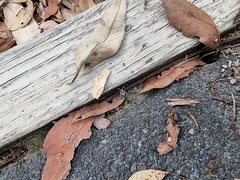 Poecilometis strigatus