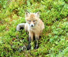 Vulpes vulpes vulpes