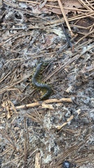 Scolopendra viridis