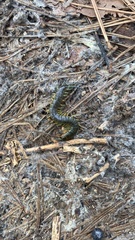 Scolopendra viridis