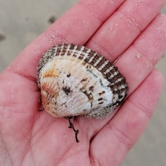 Anadara kagoshimensis