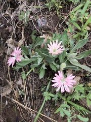 Silene hookeri