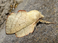 Phyllodesma suberifolia