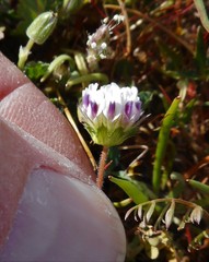 Trifolium grayi