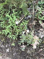 Lithophragma heterophyllum