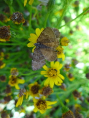 Chrysolarentia cataphaea