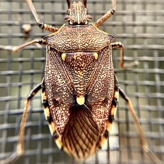 Omyta delineata