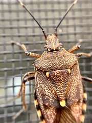 Omyta delineata