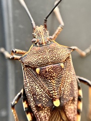 Omyta delineata