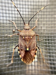 Omyta delineata