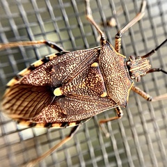 Omyta delineata