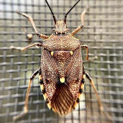 Omyta delineata