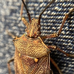 Omyta delineata